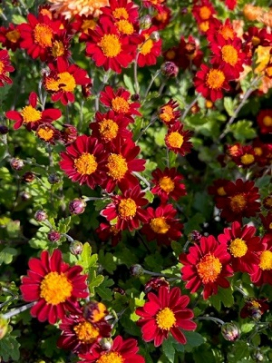 CHRYSANTHEMUM Kurume